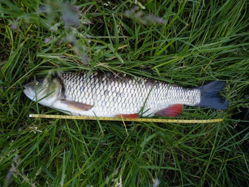 Błystki wahadłowe na pstrąga Solvkroken Salamander Trout